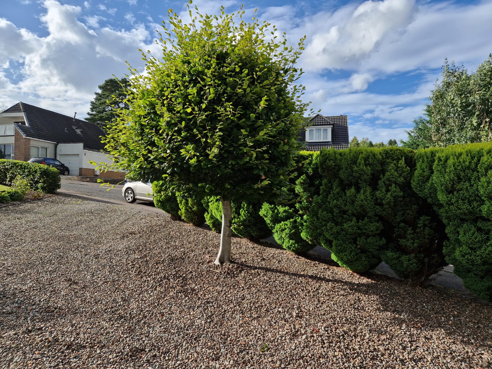 Overgrown beech standard and conifer hedge before trimming
