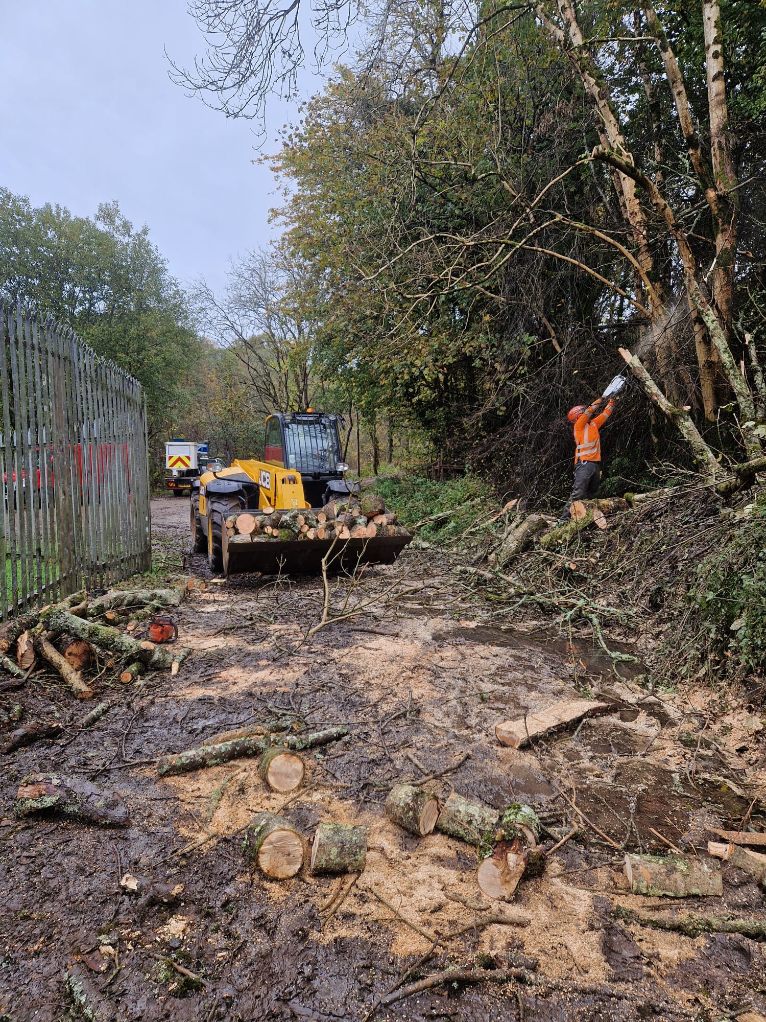 Highland Tree telehandler loading freshly cut hardwood rounds after a felling job