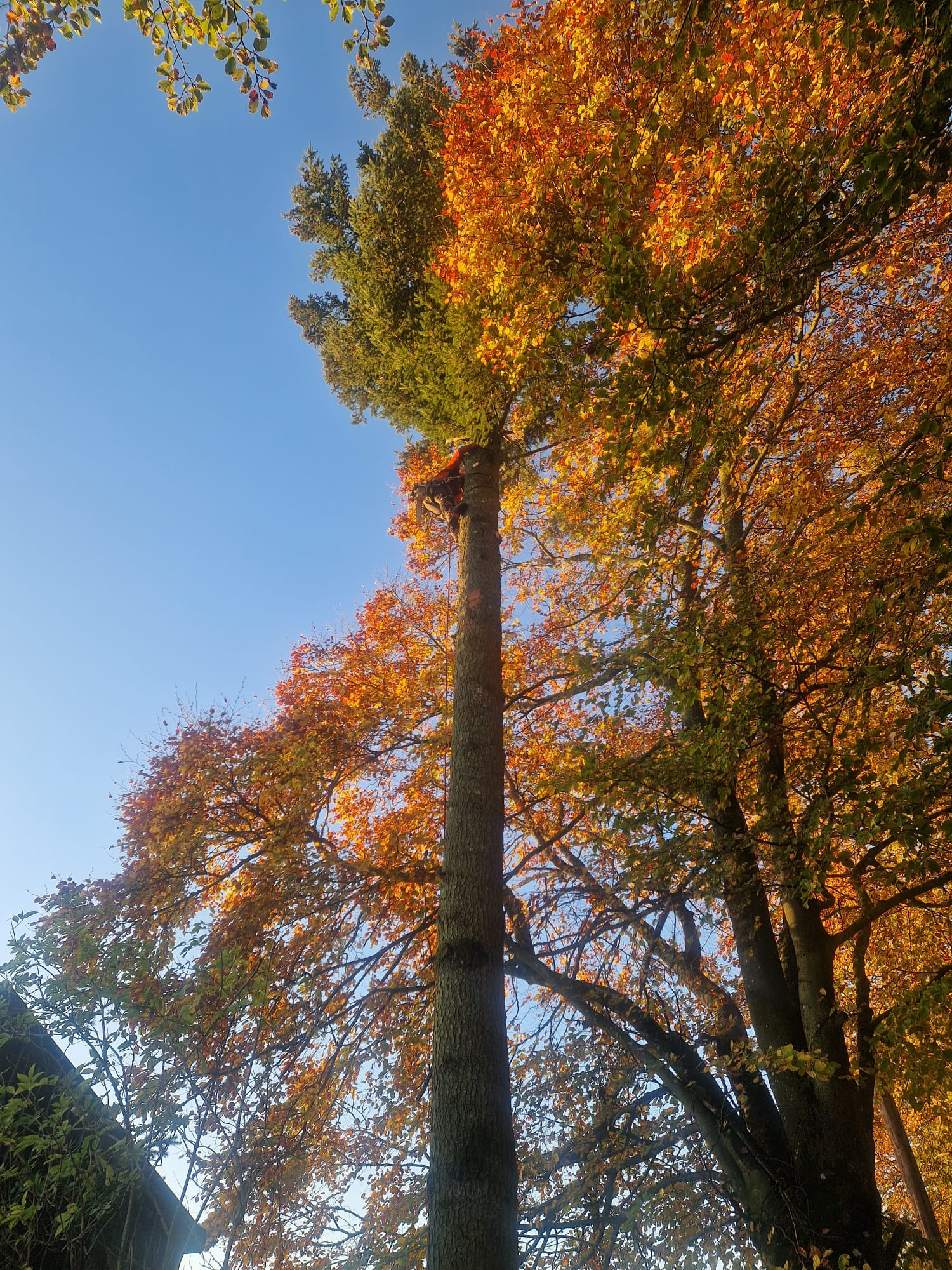 Tall beech tree before dismantle in Perthshire garden